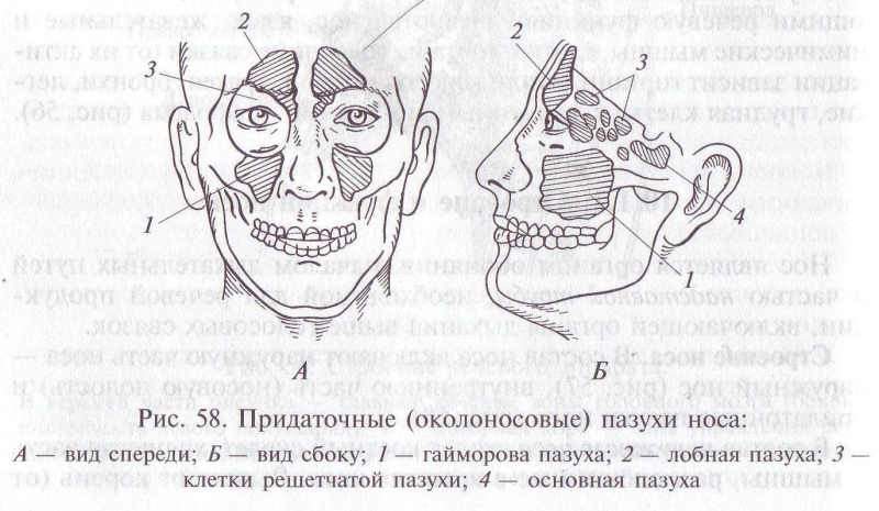 Колесо баланса Гандапас